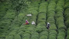 Çiftçiye ÇAYKUR’dan Ücretsiz Doğal Gübre Müjdesi! Fabrikalardaki Çay Atıkları Toprağa Can Verecek - Mr Haber