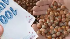 Fındık Üreticisine 2026 Bahar Desteği: Alan Bazlı Ödemelerde Mart Takvimi ve Dönüm Başı Rakamlar Netleşti - Mr Haber